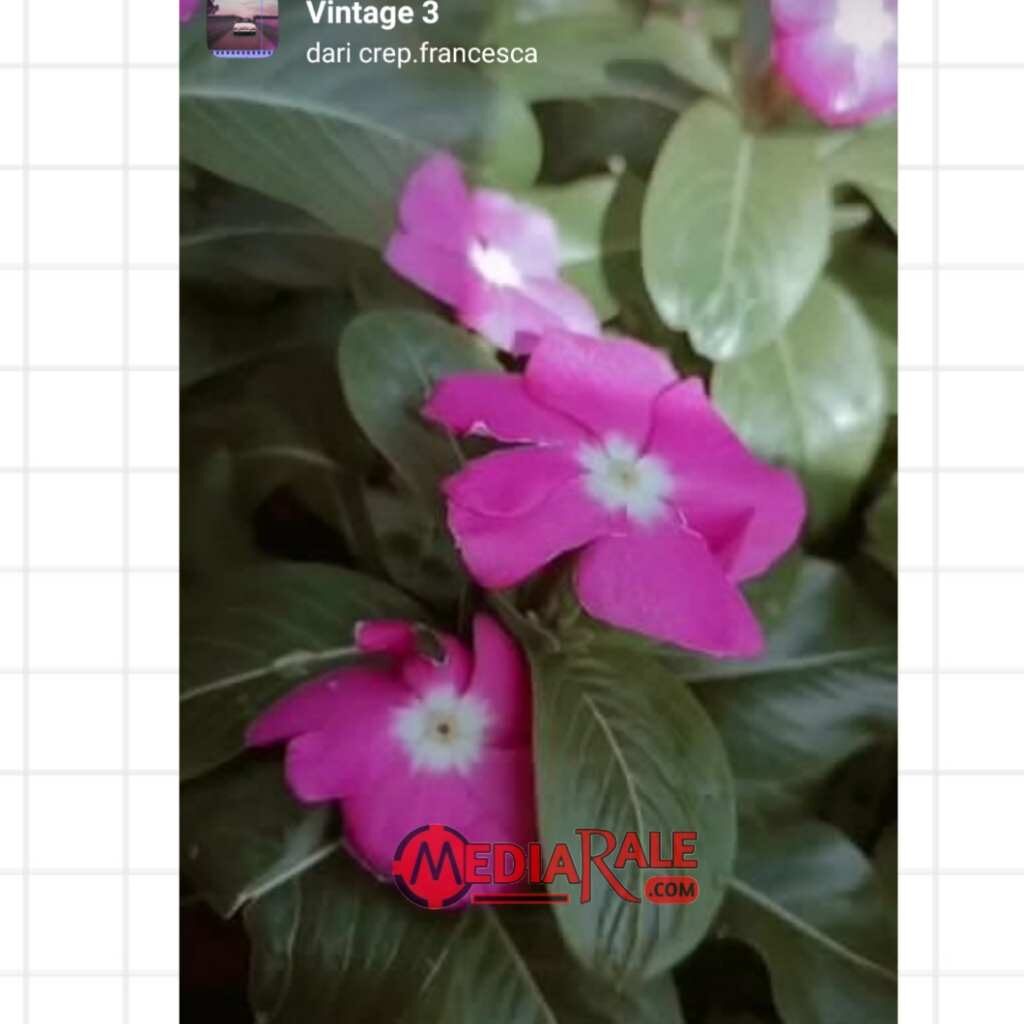 filter ig aesthetic gelap